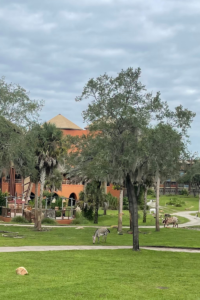 Savanna View Room at Disney World's Animal Kingdom Lodge