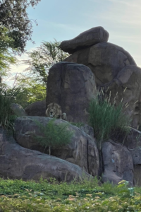 A lion seen from the Kilimanjaro Safaris at Disney World Orland's Animal Kingdom 